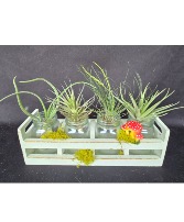 Air Plant Shabby Chic Container Air Plants