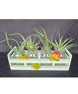 Air Plant Shabby Chic Container Air Plants