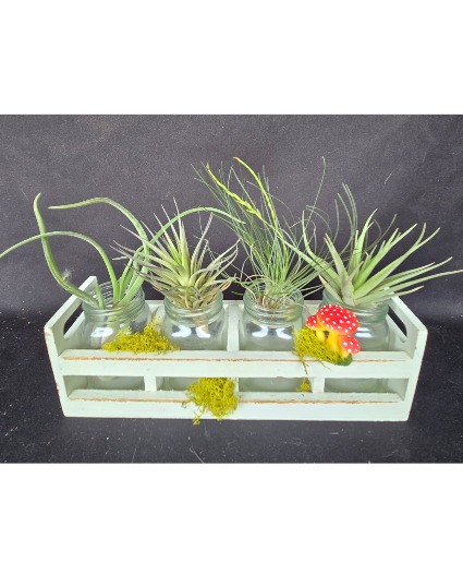 Air Plant Shabby Chic Container Air Plants