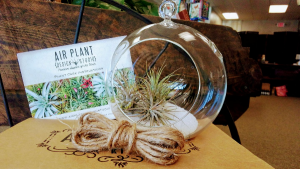 Air Plant Terrarium in Westlake, OH | D J's Gift & Garden Boutique Air Plant Terrarium in Westlake, OH | D J's Gift & Garden Boutique