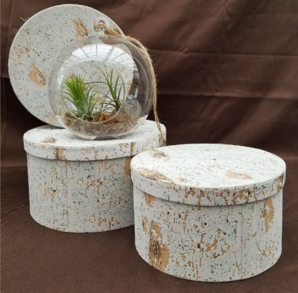 Air Plant Terrarium