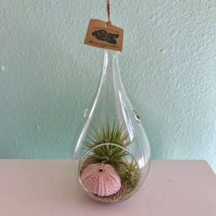 Air Plant Terrarium Plant