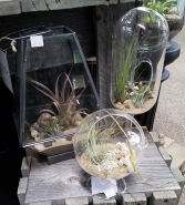Air Plant Terrarium Plants
