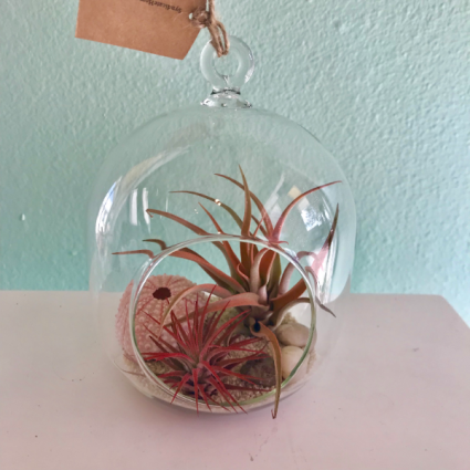Air Plant Terrarium Round Plant