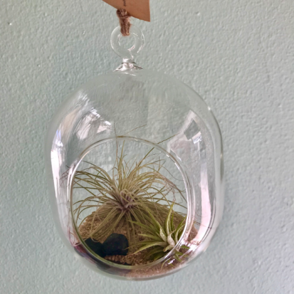 Air Plant Terrarium Round Plant