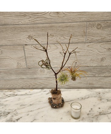 Air plant tree Plant in Evanston, IL | West End Florist & Garden Center