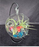 Air Plants in Globe Hanger Air Plant