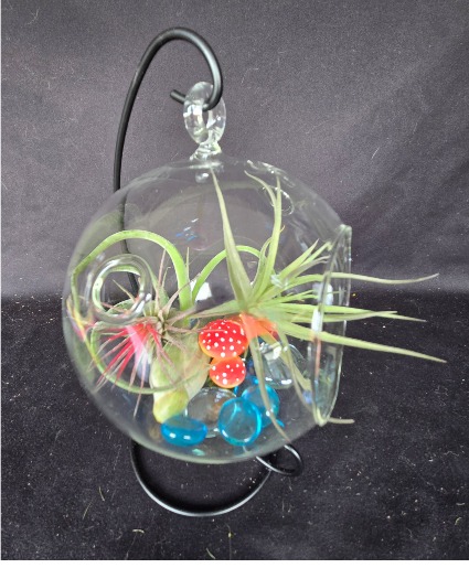 Air Plants in Globe Hanger Air Plant