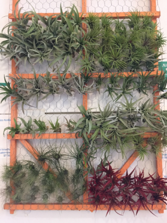 Air Plants many sizes