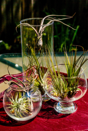 Air Plants Mixed Air Plants in Corner Brook, NL | The Orchid