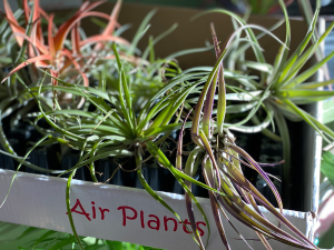 Air Plants Plant
