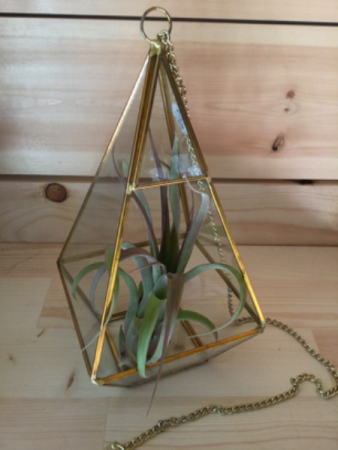 Airplant Terrarium