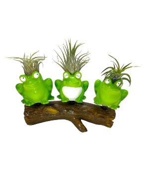 Airplanter Frogs Gifts / Plants