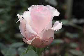 Akito Light Pink Rose 