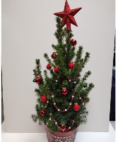 ALBERTA SPRUCE IN CHRISTMAS TIN 