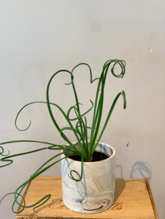 Albums ‘Fizzle Sizzle plant’ Plant