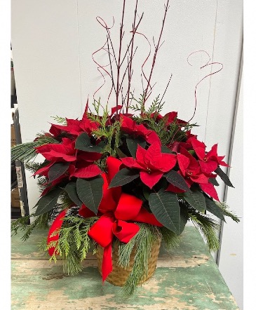 All Dressed Red Poinsettia  in Aurora, ON | Petal Me Sugar Florist