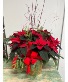 All Dressed 10" Red Poinsettia 
