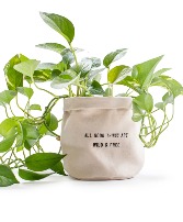All Good Things Potted Plant SUGARBOO & CO