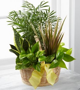 All Green Basket Dishgarden *prices/styles may vary
