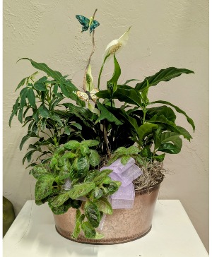 All Green House Plant Garden  Metal Container- Plants may vary