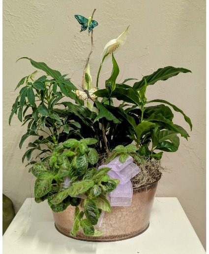 All Green House Plant Garden Metal Container- Plants may vary