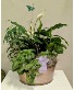 All Green House Plant Garden  Metal Container- Plants may vary