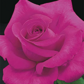 All My Loving Hybrid Tea