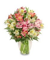 Alluring Alstroemeria 