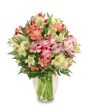 Alluring Alstroemeria 