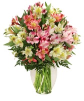 Alluring Alstroemeria 