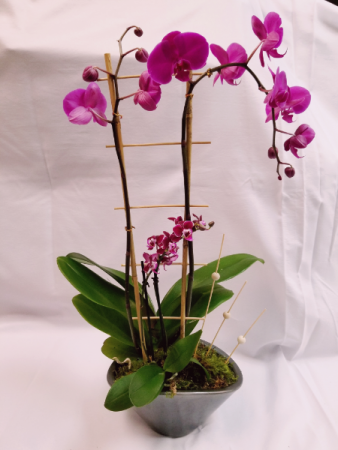 Alluring Magenta Orchid Garden Orchid