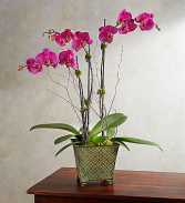 Alluring Magenta Orchid Garden Product Code: 18954 