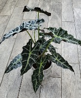 Alocasia, "African Mask" Green Plant