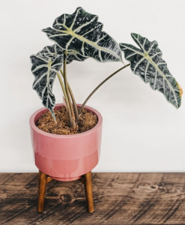 Alocasia 'Elephant Ear', Potted Plant