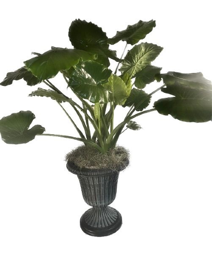 Alocasia Elephant Ears in Pedestal Urn House Plant