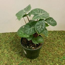 Alocasia "Ivory Coast" Plant in a 4" pot - *ADD ON* in Northport, NY | Hengstenberg's Florist
