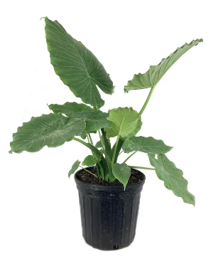Alocasia  Live Plant
