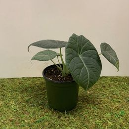 Alocasia Maharani "Gray Dragon" Plant in a 4" pot - *ADD ON* in Northport, NY | Hengstenberg's Florist