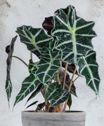 Alocasia Polly (African Mask Plant) Green plant