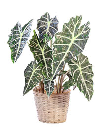 Alocasia Polly House Plant