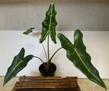 Alocasia Sarian 4 inch pot (ADD ON) in Northport, NY | Hengstenberg's Florist