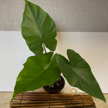 Alocasia Sumo 4 inch pot (ADD ON) in Northport, NY | Hengstenberg's Florist