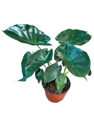 Alocasia Wentii Live Plant
