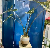 Alocasias house plant Tropical 