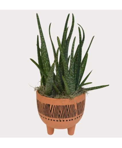 Aloe Pedestal Succulent