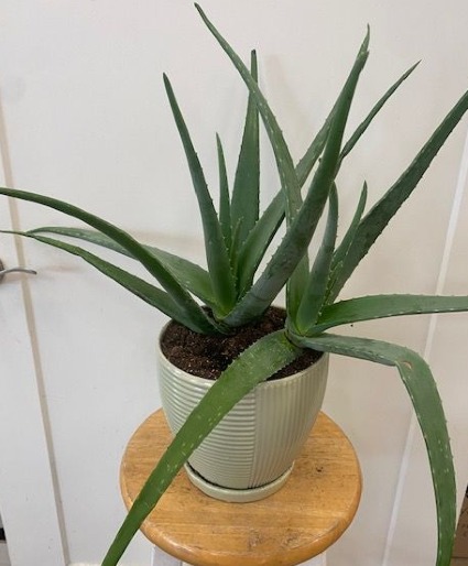 Aloe Plant  