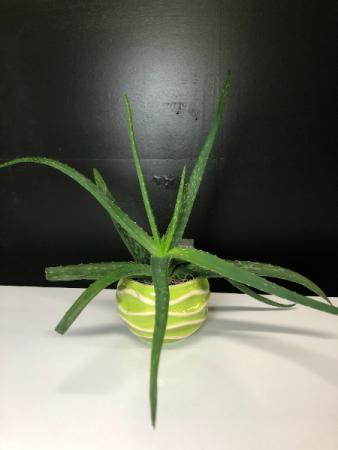 Aloe Plant in Groovy Green Pot Local Delivery Only in South Milwaukee, WI | PARKWAY FLORAL INC.