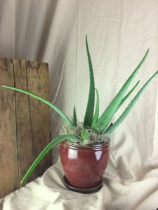 Aloe Plant TWO OPTIONS Plant