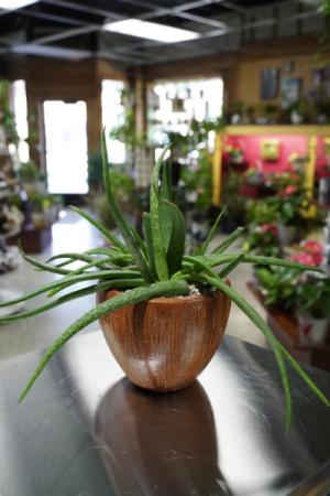Aloe There Big Guy Large Aloe Vera in Pottery in South Milwaukee, WI | PARKWAY FLORAL INC.